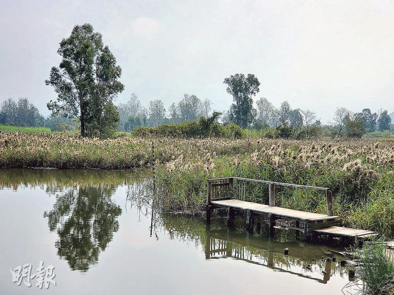 南生圍婚紗橋旁的池塘在冬季時會長滿蘆葦，景色宜人。（周群雄攝）