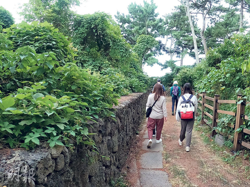 崖邊羊腸小道Dombenang-gil Pathway，是火山岩築成的自然生態路段。（蔡朗清攝）