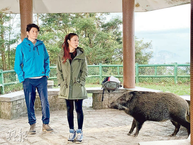 袁文傑（左）與滕麗名（右）拍攝時有野豬走近，兩人若無其事繼續演戲。