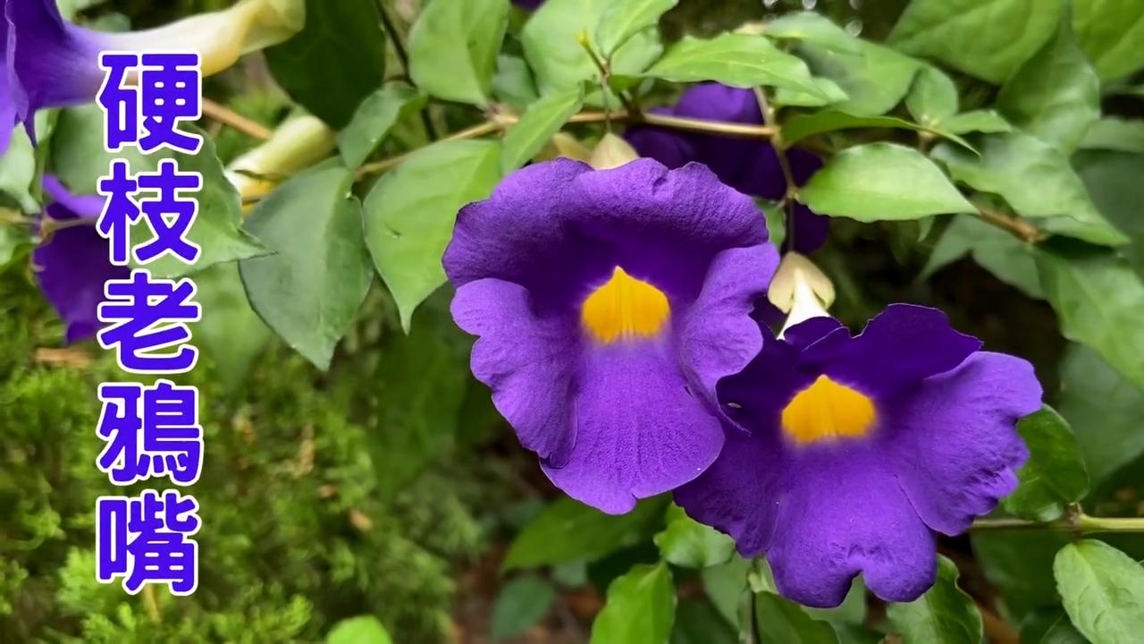 硬枝老鴉嘴最常見花色是紫色。（康文＋＋＋facebook截圖）