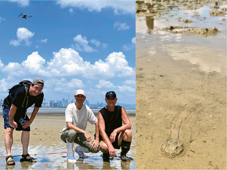 尋找三軌鱟蹤--后海灣泥灘上筆者與陳本美教授（左圖左）和Kevin Laurie（左圖右）尋鱟蹤，並以「鱟計」無人系統尋找三軌鱟蹤（右圖）。（作者提供）