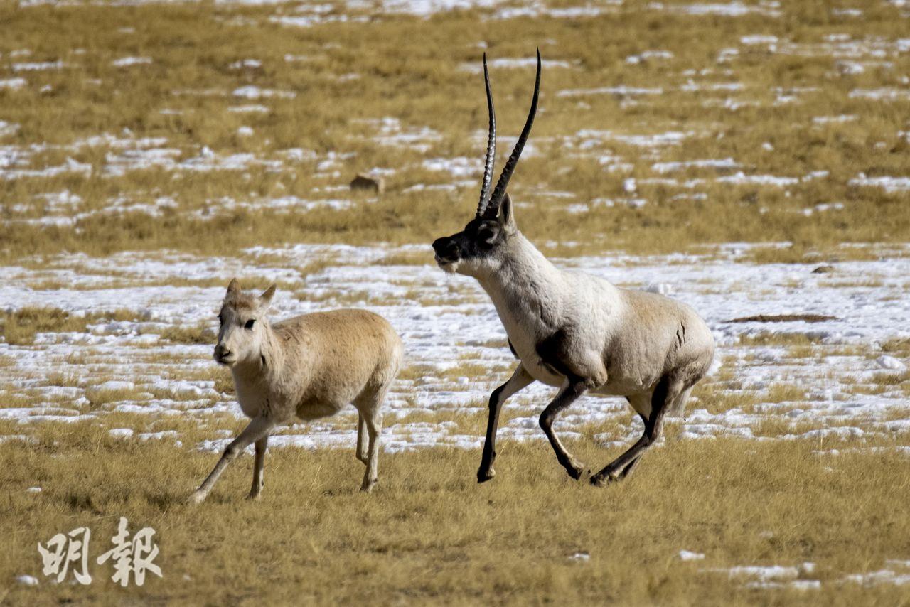 羌塘國家級自然保護區內，雄性藏羚羊追逐雌性。（新華社）
