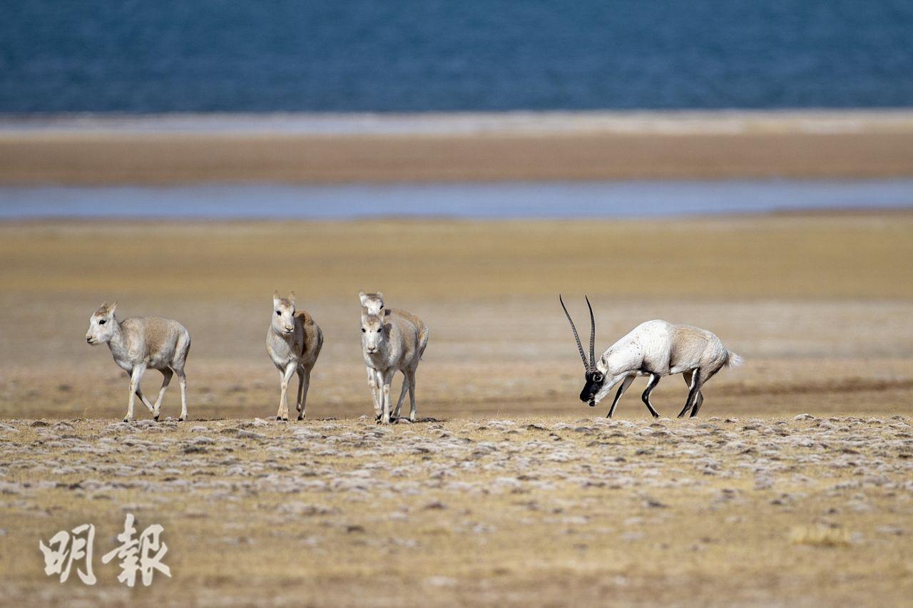 羌塘國家級自然保護區內，贏得交配權的雄性藏羚羊守護着自己的「後宮」。（新華社）
