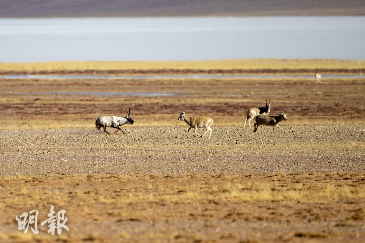 雄性藏羚羊追逐雌性尋求交配。（新華社）