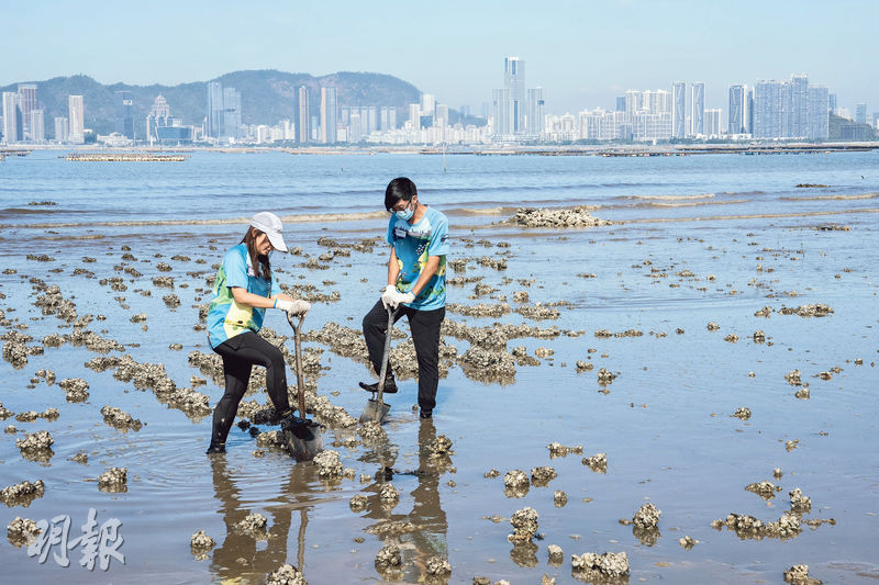 大自然保育協會保育統籌主任黃樂堯（左）和白泥村民蕭柏顥（右）合力剷起廢棄蠔樁，準備集中堆放成新蠔礁。（朱安妮攝）