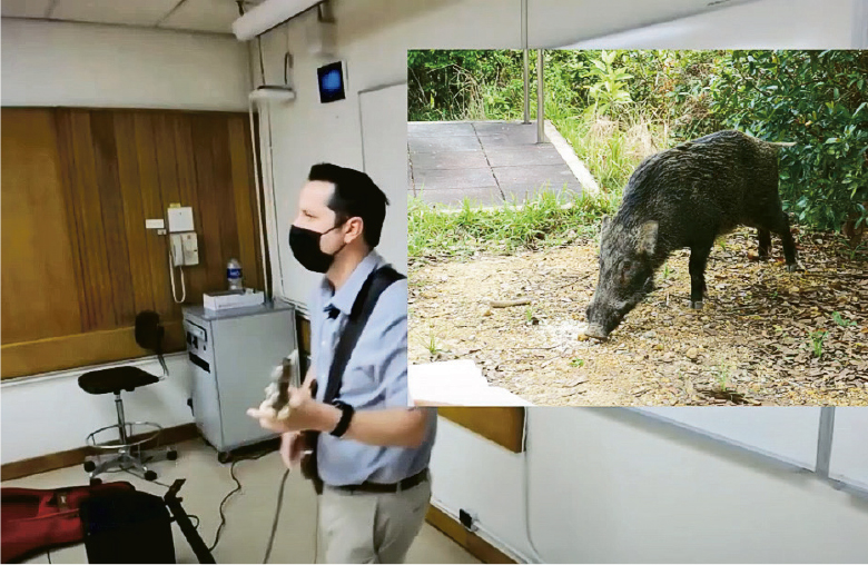 Timothy Bonebrake不時創作與生態學相關的歌曲，並在其YouTube頻道發布。2021年野豬成社會熱話，他在課室中自彈自唱以此為題材的自創歌曲Hungry Urban Piggies。（影片截圖）