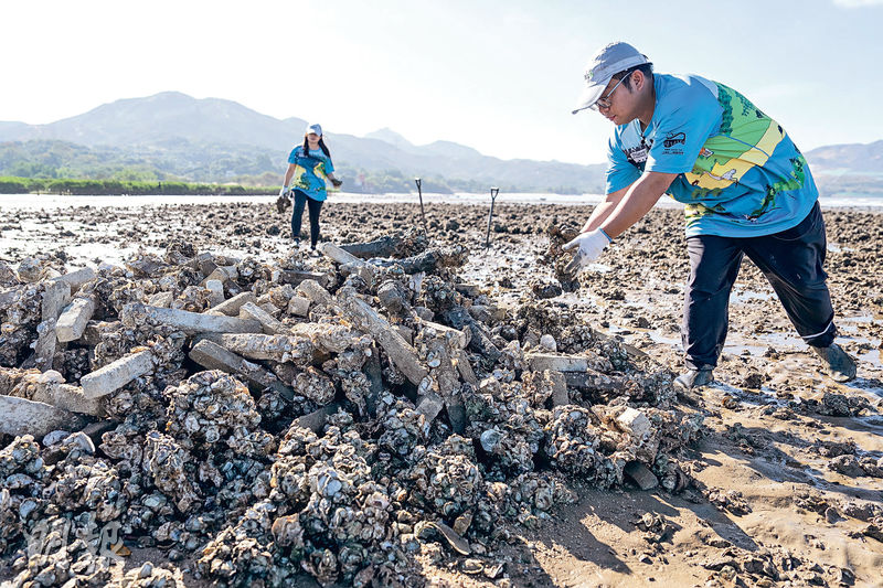 大自然保育協會在白泥堆建的蠔礁，由當地廢棄蠔田遺留的蠔樁所製。蠔樁是水泥柱，表面粗糙，容易讓蠔苗依附。（朱安妮攝）