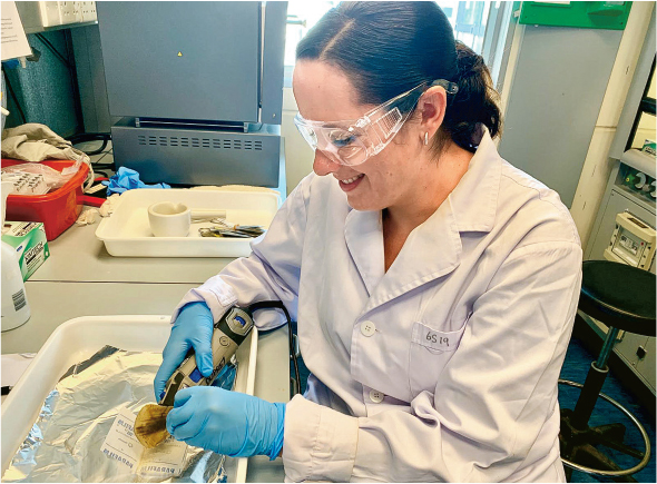 港大生物科學學院的研究人員正將穿山甲鱗片磨成粉末，用於DNA提取或穩定同位素分析。（圖片提供：Tracey-Leigh Prigge）