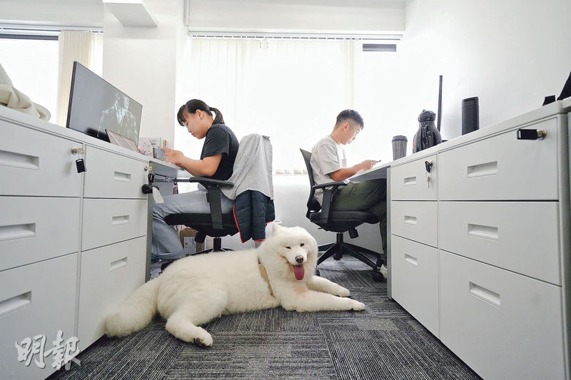 人寵共融--PET-A-HOOD員工人數不多，因此選擇租用共享辦公室，並於兩個月前搬進首個允許他們攜帶寵物上班的辦公大樓。（黃志東攝）