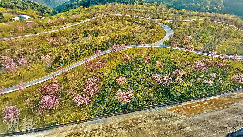 若3月花季到訪，在小三洲水庫堤壩上可俯瞰美麗櫻花。（蔡朗清攝）