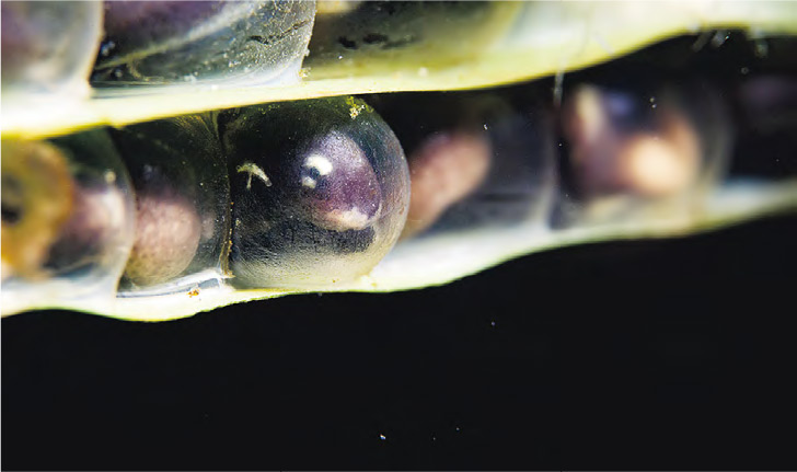 卵--香港瘰螈一般在水中石菖蒲或其他植物根部產卵，透明卵粒清晰呈現牠們由受精到胚胎的發育過程。（馮漢城攝）