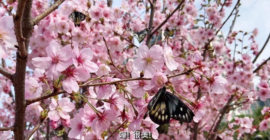 短片賞花：櫻花