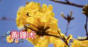 短片賞花：黃鐘木　亦稱黃花風鈴木