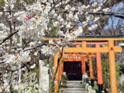 同場加映：平野神社4月櫻花祭 200人「穿越」巡遊