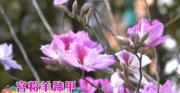 短片賞花：宮粉羊蹄甲