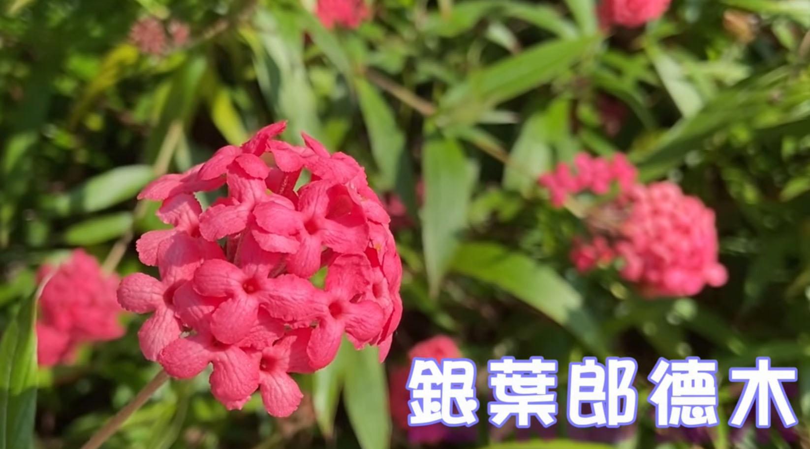 短片賞花：銀葉郎德木　別名巴拿馬玫瑰