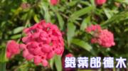 短片賞花：銀葉郎德木　別名巴拿馬玫瑰