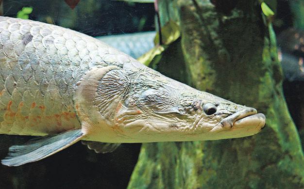 animal-arapaima-an-air-breathing-fish-20191030