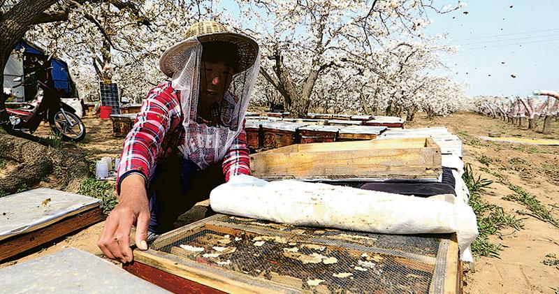 封城阻蜂農授粉路 北美糧產隱憂 專家:全球逾1/3收成依賴蜜蜂傳粉