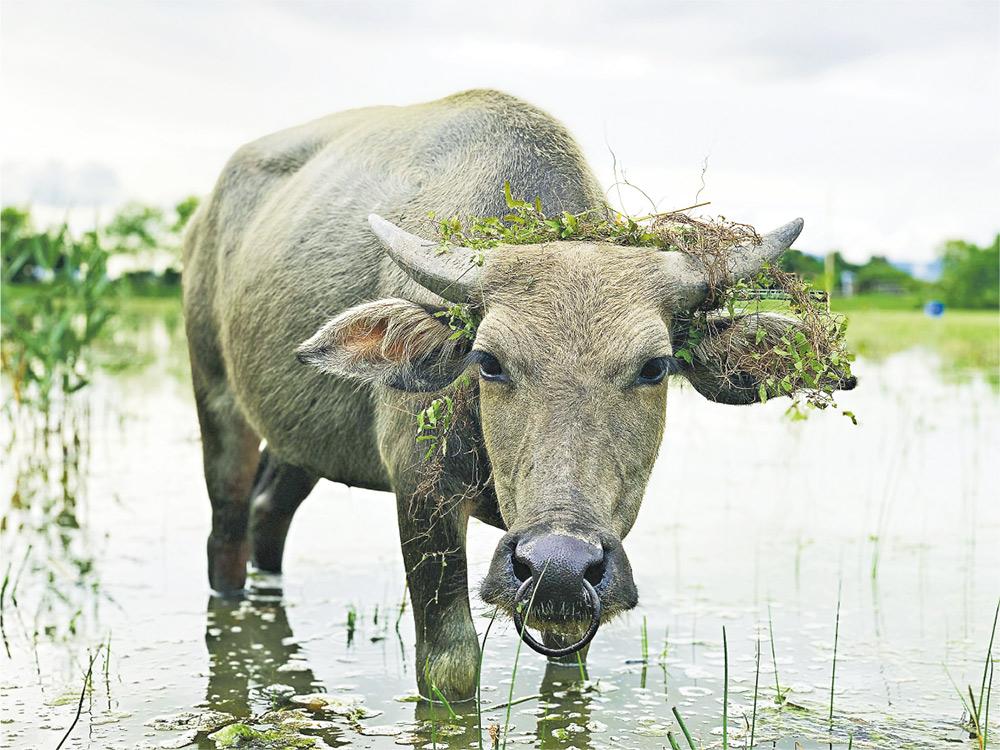 食草踩泥營造濕地 環保水牛 行行企企救地球