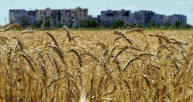 小麥價一周挫一成 跌回俄烏戰前 克里米亞出口增50倍 助紓食物通脹