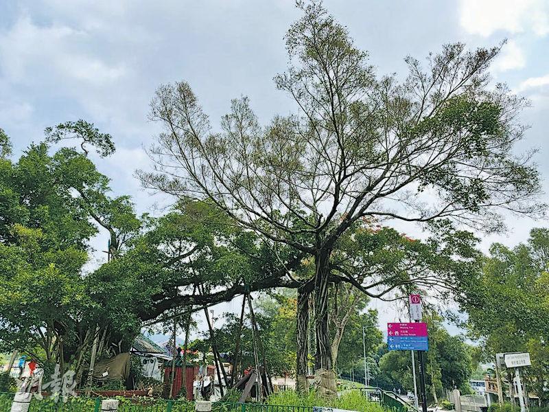 袁達成今年5月19日觀察大埔林林村許願樹，發現大部分樹冠的光禿程度比2021年更嚴重。（袁達成提供）