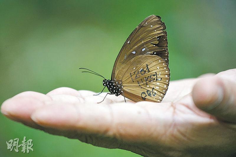 自然與環境組季軍：朱安妮——環保協進會為抵達小冷水越冬的斑蝶在翅膀畫上標記。