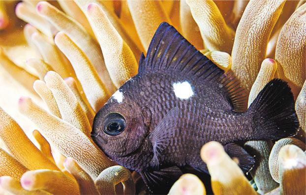 海洋生物研究員佘國豪潛水尋寶普查珊瑚魚- 20230620 - 圖片看