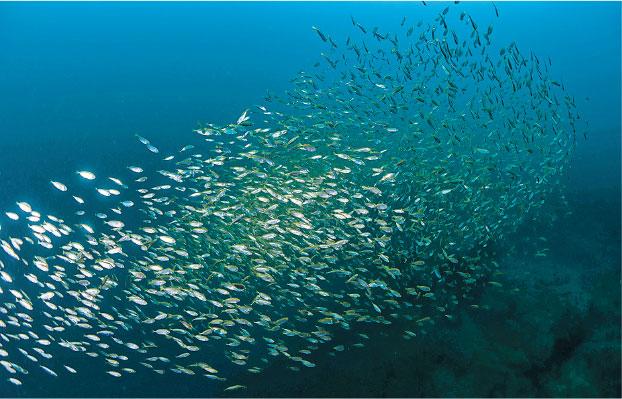 海洋生物研究員佘國豪潛水尋寶普查珊瑚魚- 20230620 - 圖片看世界- 每 