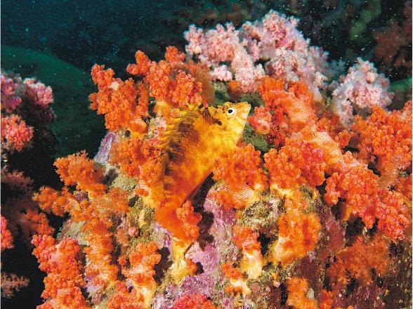 海洋生物研究員佘國豪潛水尋寶普查珊瑚魚- 20230620 - 圖片看世界- 每 