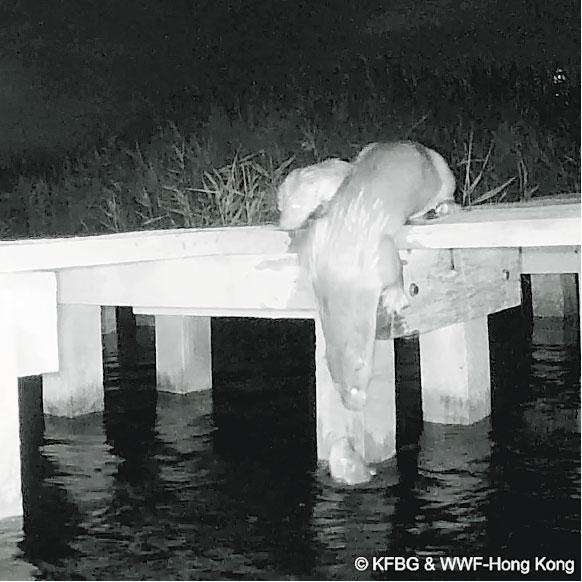 嘉道理農場暨植物園過去數年在香港調查水獺，並與世界自然基金會香港分會合作監察米埔及周邊濕地的水獺種群，去年不但在米埔拍攝到水獺的廬山真面目，更是水獺母親帶着兩隻年幼水獺在夜間覓食。（嘉道理農場暨植物園提供）