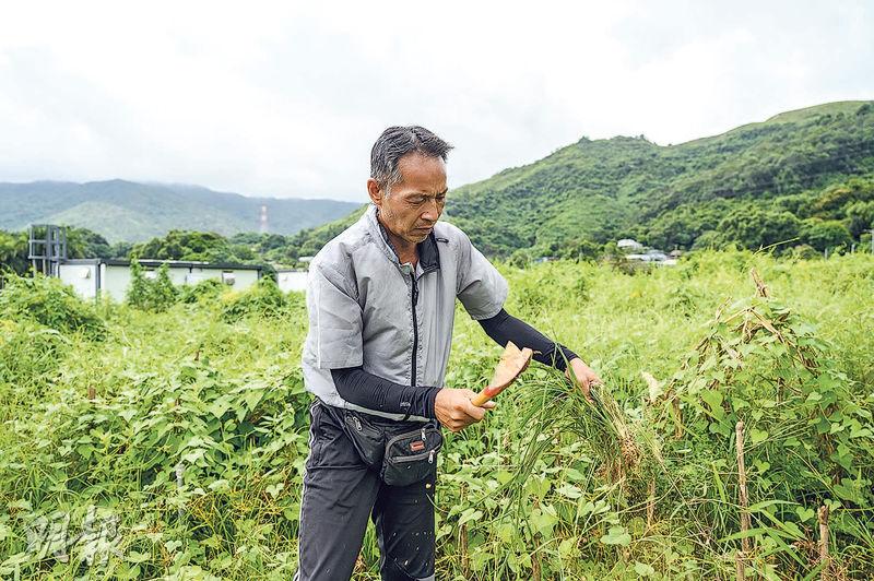 蕉徑農戶譚偉文部分農地被收回，獲安排遷入第一期繼續耕作，不過他指新農田太多野草，作物產量偏低，入秋後會加緊除草，希望提升產量。(鄧宗弘攝)