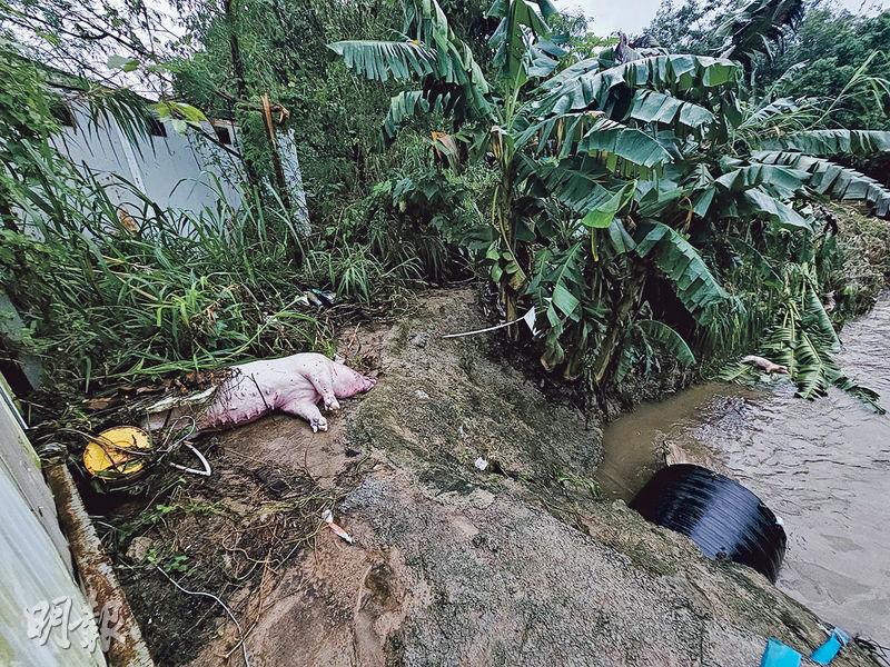 涉事倉庫附近的渠道中有一條闊約1米黑色排水管，有被淹死的豬倒在上方泥土。（孫華中攝）