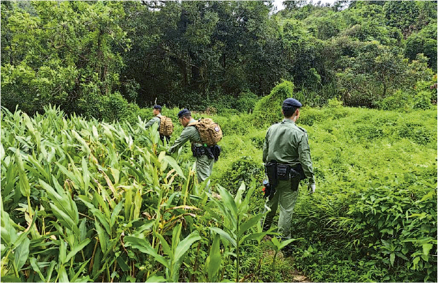 警方將搜索範圍鎖定馬鞍山郊野公園一帶，機動部隊人員在叢林搜索。（警方fb）