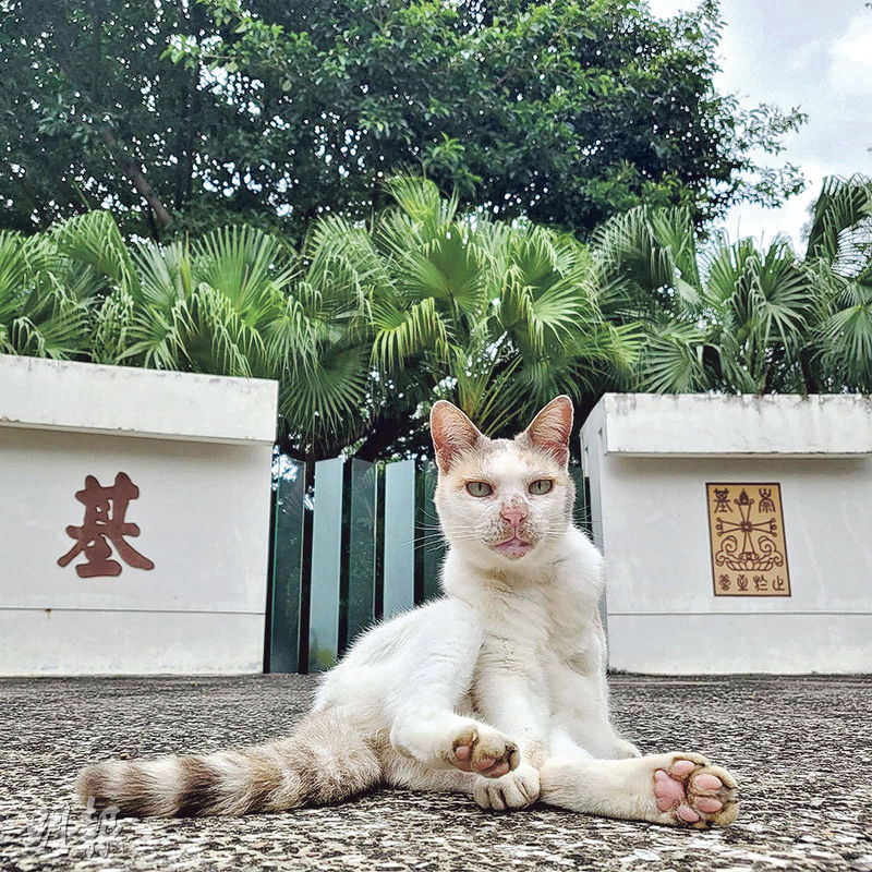 中大崇基學院神學院教授白德培嘅家貓Grisha（圖）病逝，唔少中大人之前不時喺校園「野生捕獲」佢。（神學院fb圖片）