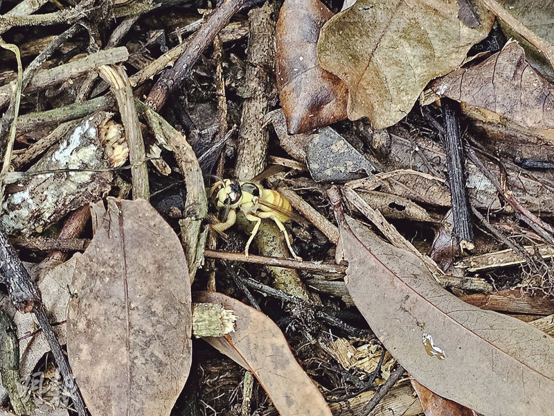 現場附近有懷疑黃蜂出現。（孫華中攝）