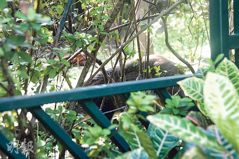 涉事野豬在動植物公園草叢中徘徊。（林智傑攝）