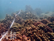 今年本地珊瑚普查 白化輕微物種多樣