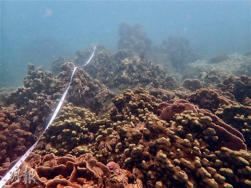 漁護署普查隊在橋嘴洲的珊瑚群落使用樣線，量度珊瑚覆蓋率。（政府新聞處）