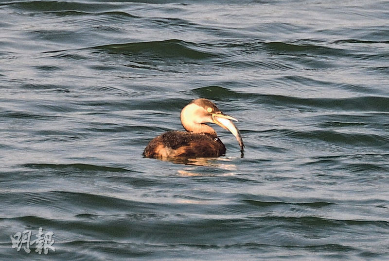 新田魚塘錄21保育級鳥種觀鳥會反駁「荒廢論」 - 20231218 - 圖片看世界