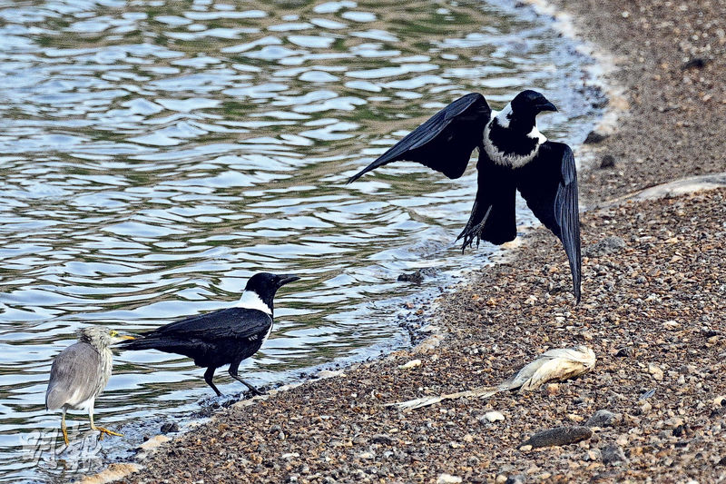 新田魚塘錄21保育級鳥種觀鳥會反駁「荒廢論」 - 20231218 - 圖片看世界