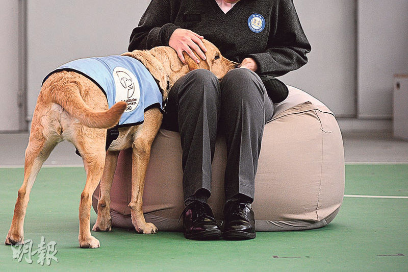 懲教署去年開展「更生輔助犬服務」試行計劃，在囚者Lee（化名）昨日示範指示輔助犬Fay Fay把頭依靠在她腿上。Lee自言因暴動罪被判囚4年感崩潰，慶幸參與計劃紓緩其情緒，並開始與署方臨牀心理學家分享經歷與感受。（曾憲宗攝）