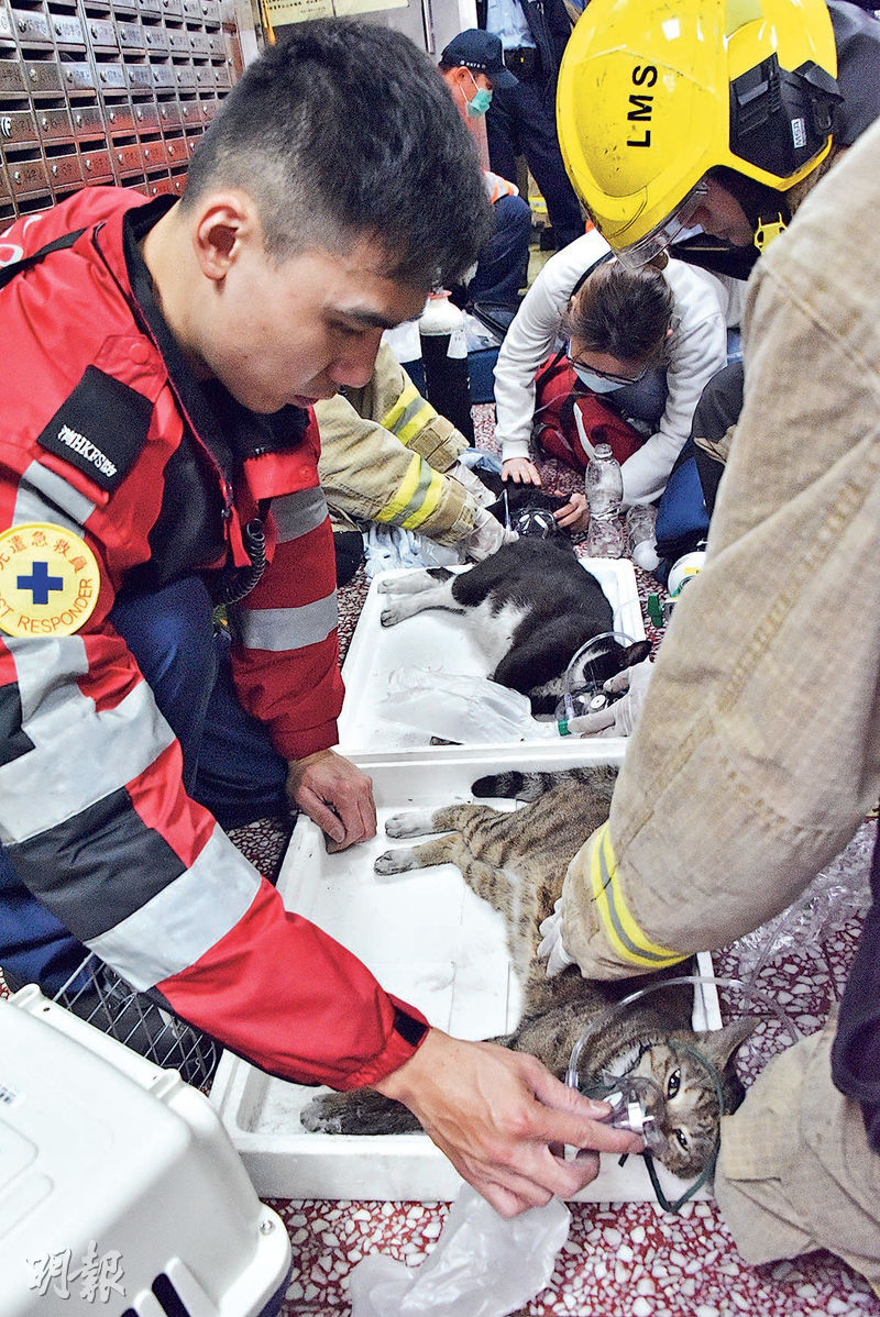 消防於火警單位救出7隻貓，部分疑吸入濃煙後奄奄一息，救援人員在大廈大堂為牠們急救，並以一般市民使用的氧氣罩協助貓呼吸。（孫華中攝）