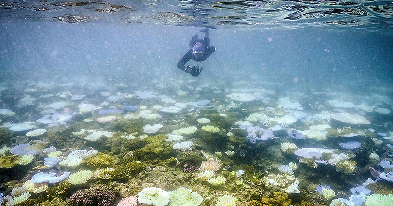 暖化下全球珊瑚再現大規模白化 30年來第4次同類事件 倘沒改善世紀末恐全消失