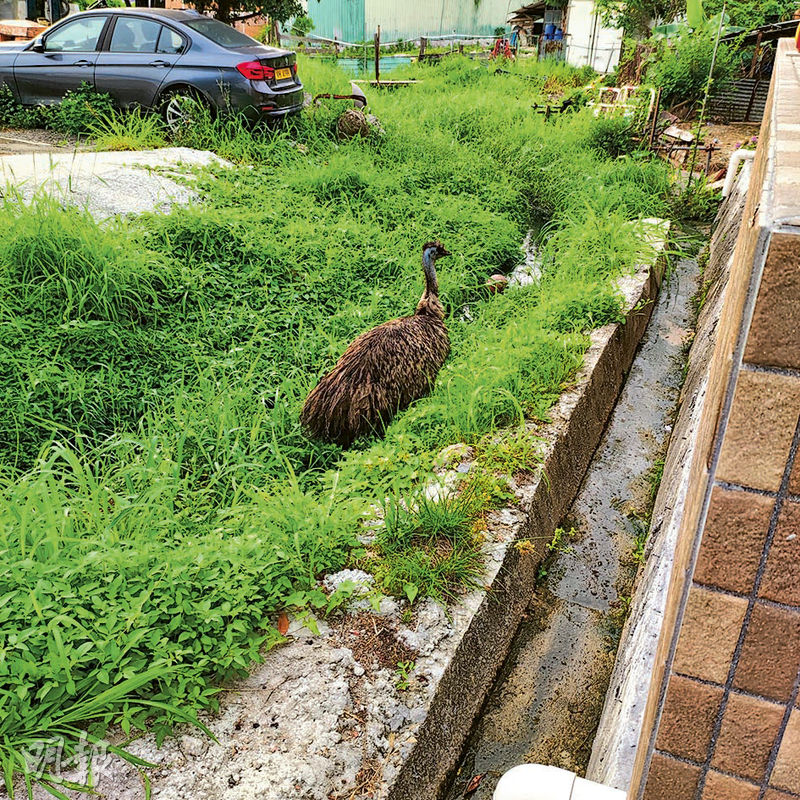 Emu joue dans l’eau à Lau Fau Shan, la police monte la garde avec des boucliers – 20240419 – Hong Kong News – Daily Ming Pao