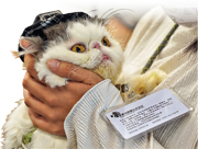 【Emily】貓醫生進駐科大 助考生減壓