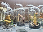 潮行GBA:華南菇事