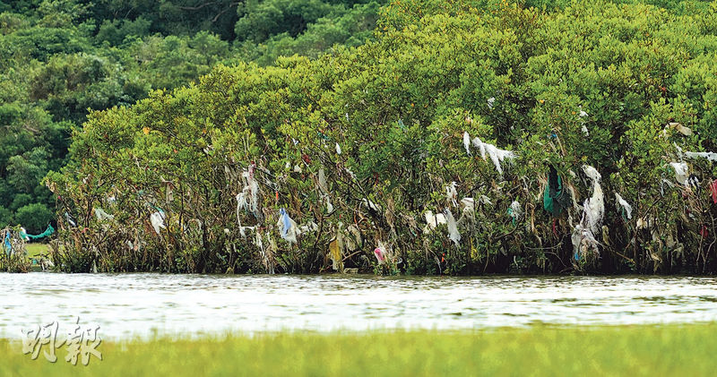 大嶼山水口灣沙泥灘生態環境豐富,沿岸生長紅樹林,超強颱風「樺加沙」襲港後,大量海洋垃圾冲至,紅樹樹枝、樹幹及根部有大量膠袋和布袋懸掛,部分套住枝幹纏繞數圈。